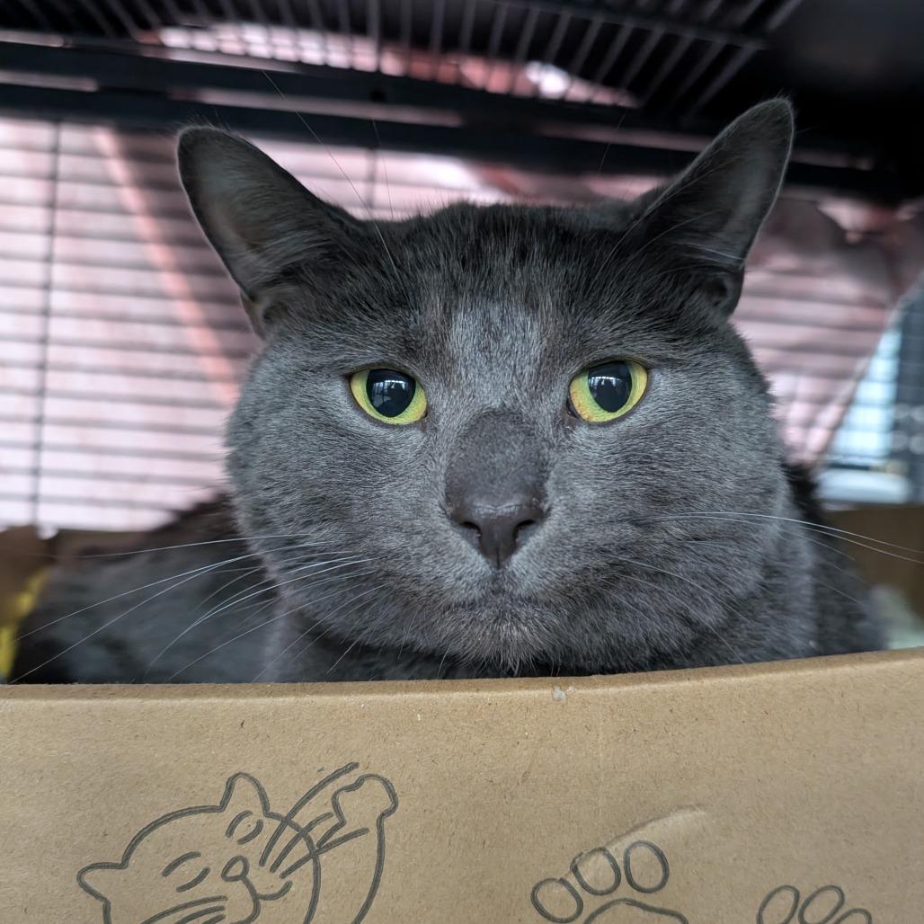 Bieber, a Adoptable Domestic Short Hair in Puslinch, ON image 2/6