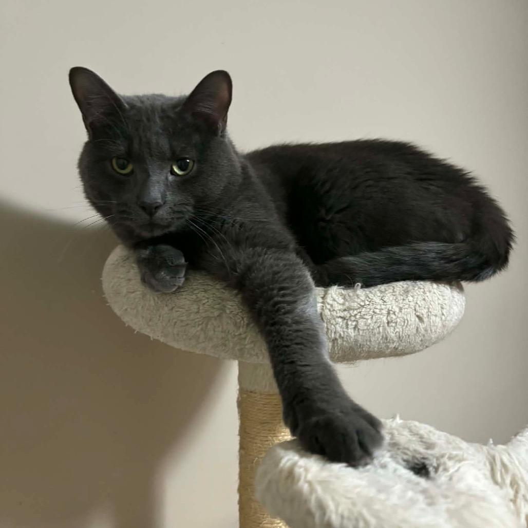 Bieber, a Adoptable Domestic Short Hair in Puslinch, ON image 3/6