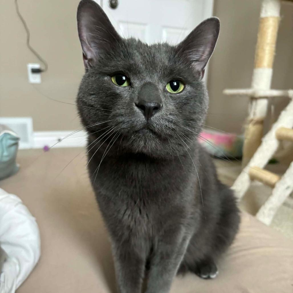 Bieber, a Adoptable Domestic Short Hair in Puslinch, ON image 4/6