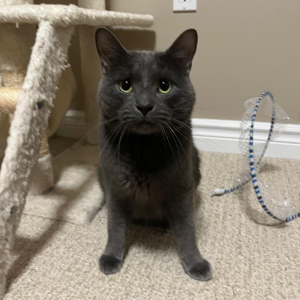 Bieber, a Adoptable Domestic Short Hair in Puslinch, ON image 5/6