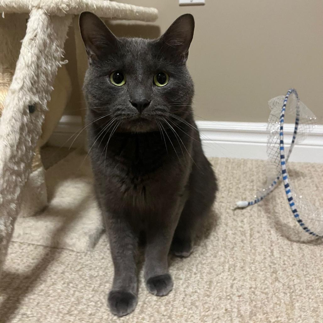 Bieber, a Adoptable Domestic Short Hair in Puslinch, ON image 6/6