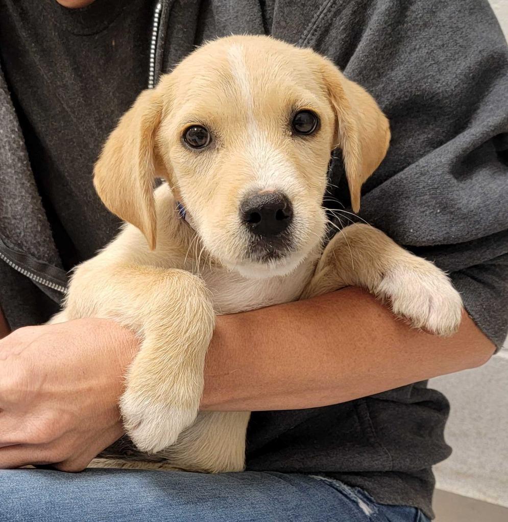 New Mexico, Adoptable, Puppy Male Mixed Breed.