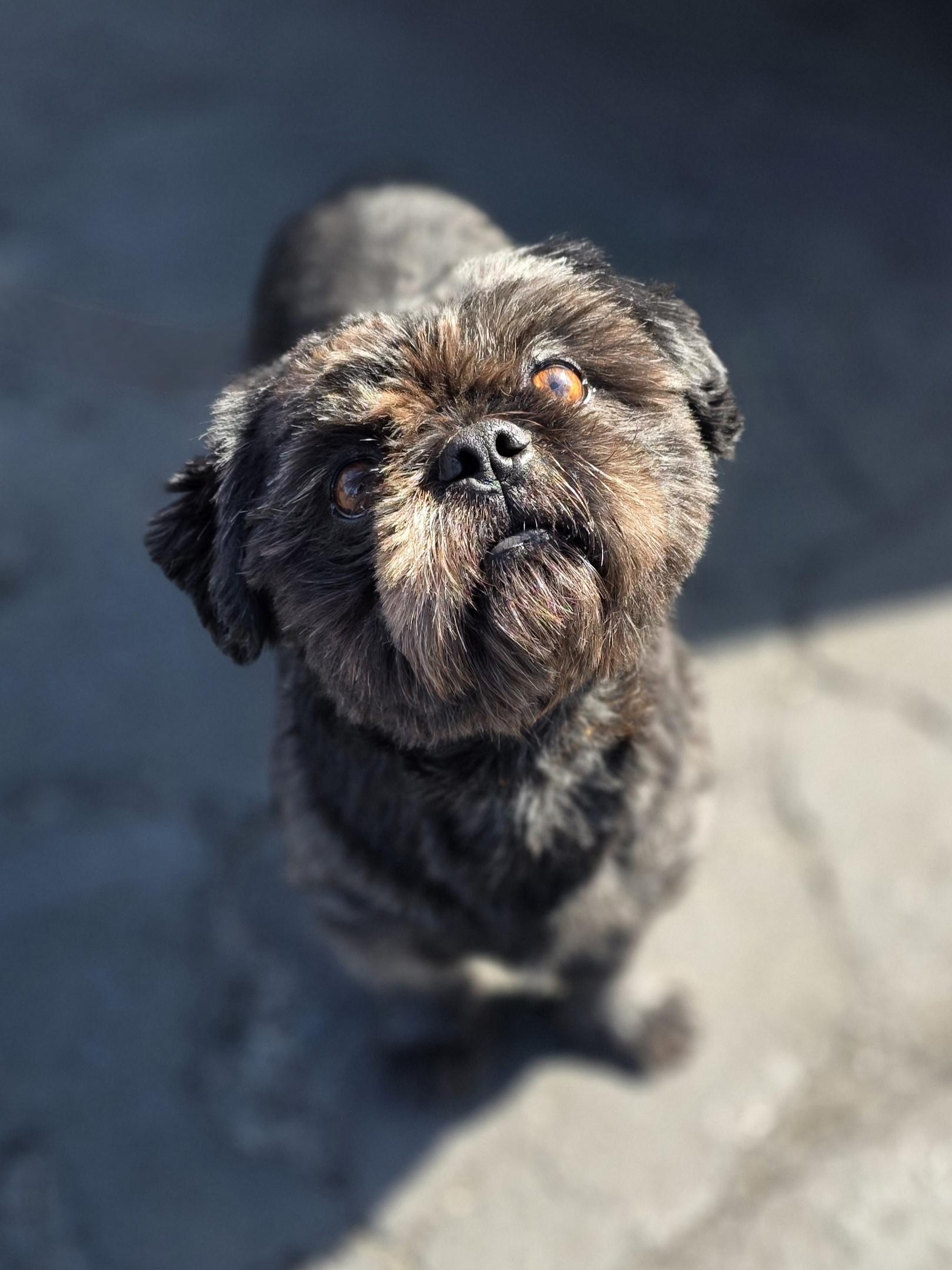 Koby, adopted, Adult Male Shih Tzu.