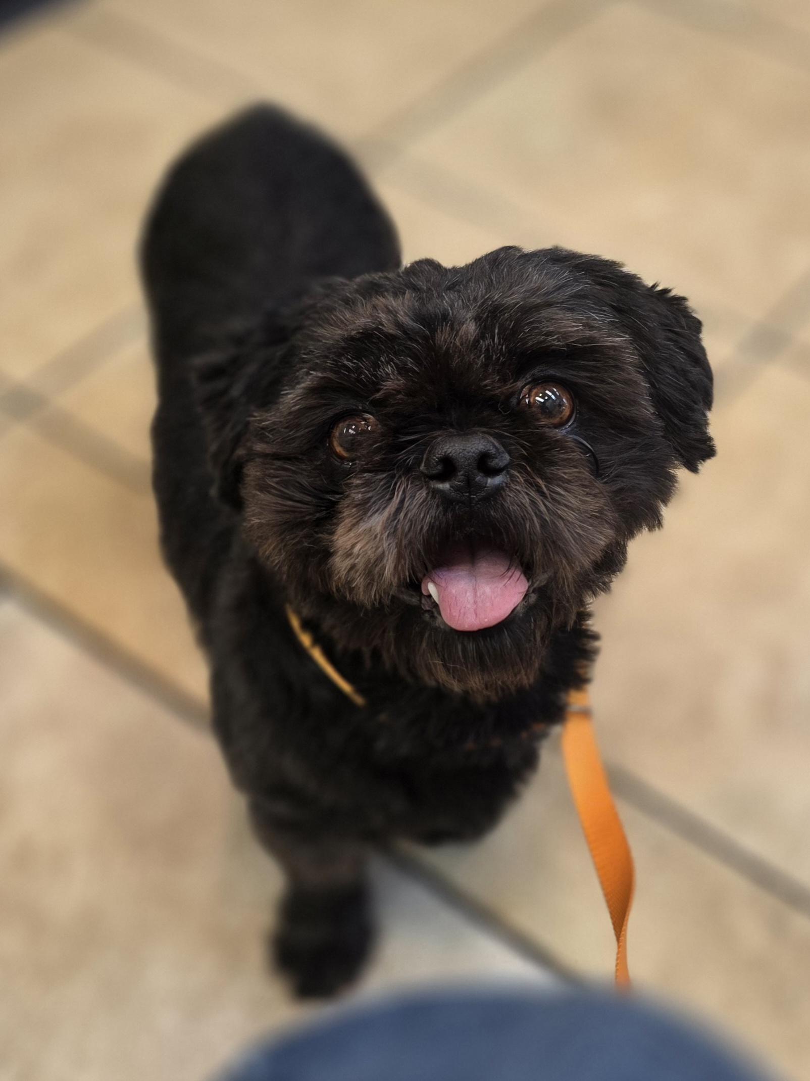 Koby, an adopted Shih Tzu in Clovis, CA image 2/4