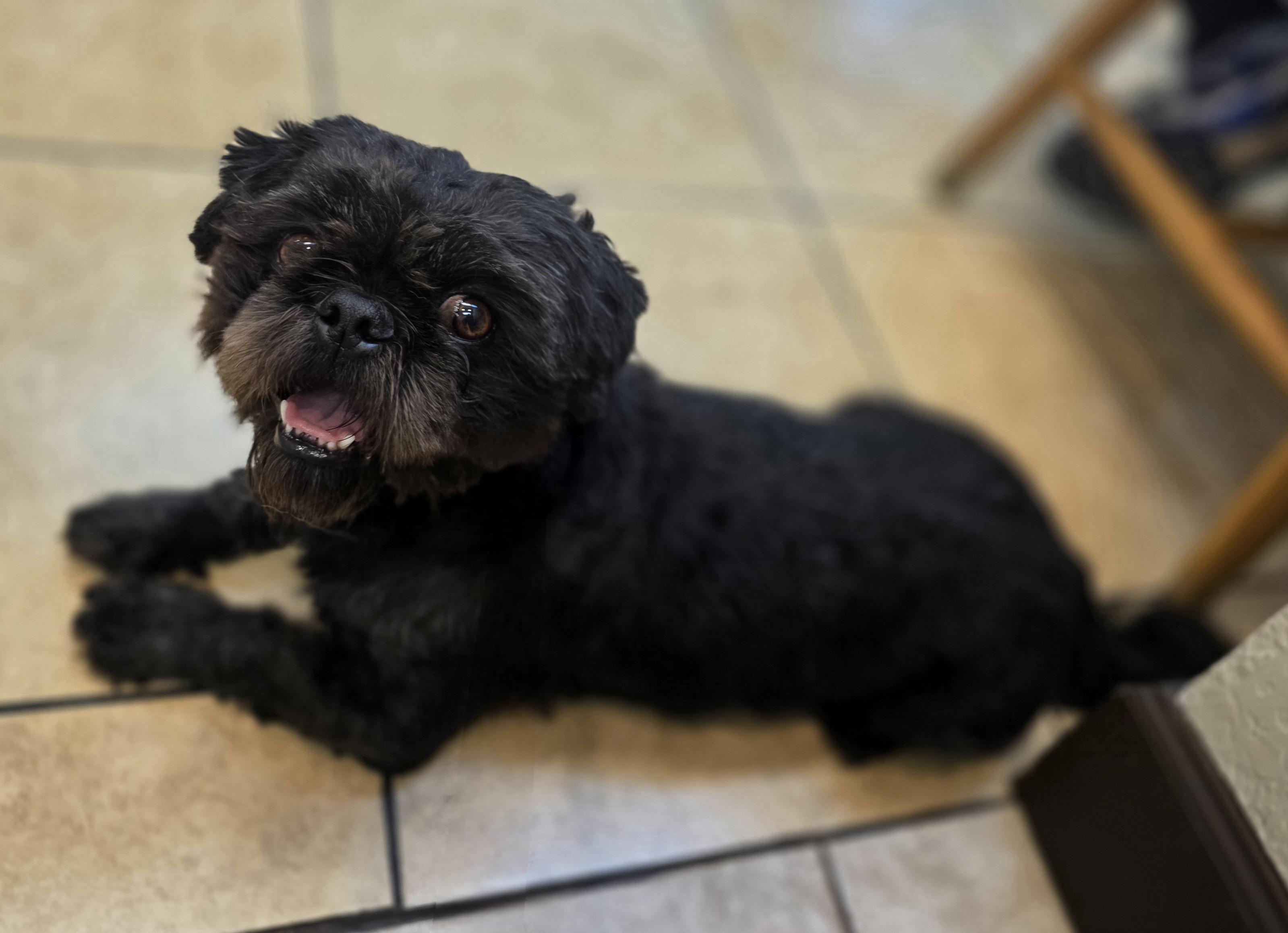 Koby, an adopted Shih Tzu in Clovis, CA image 3/4