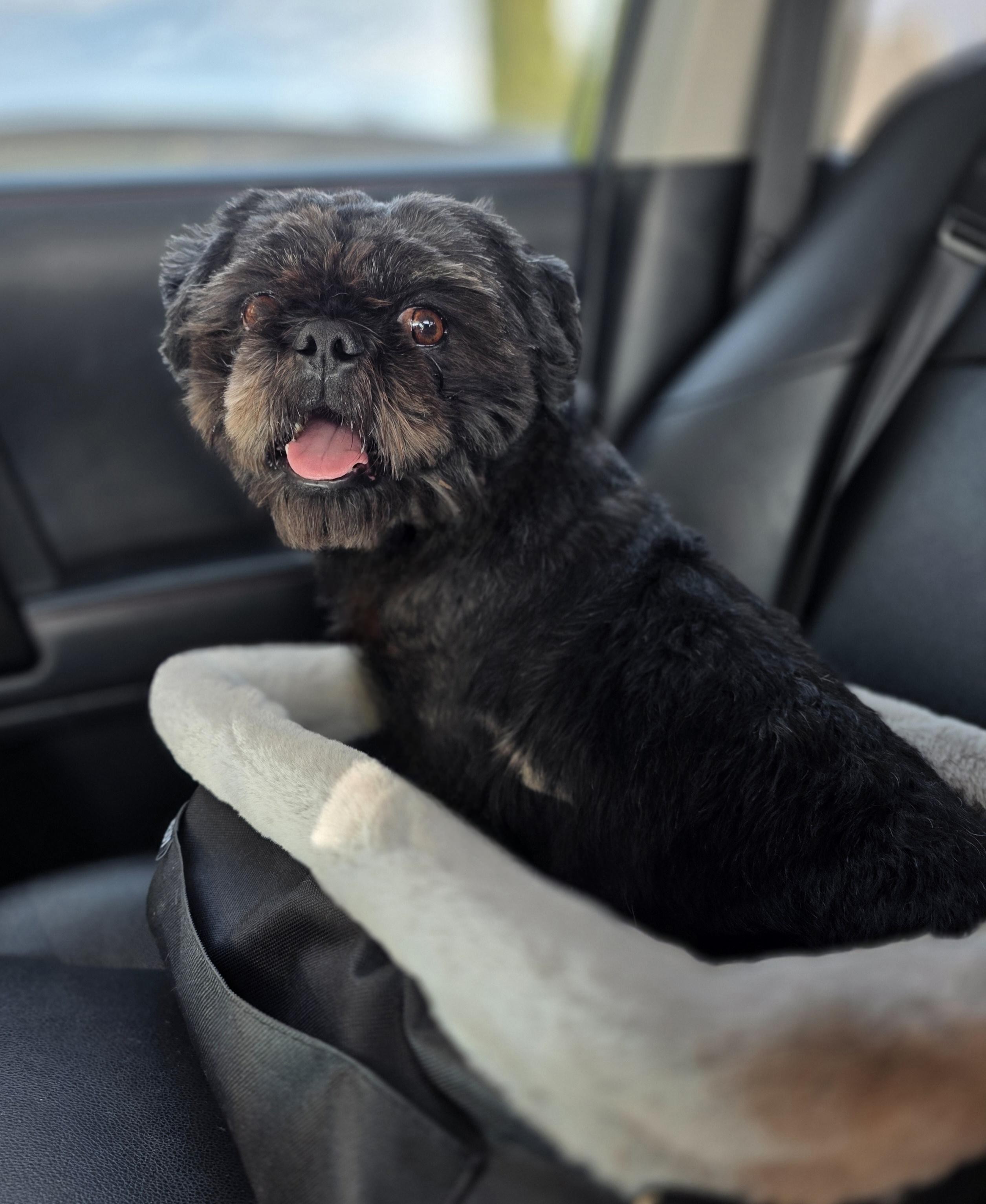 Koby, an adopted Shih Tzu in Clovis, CA image 4/4
