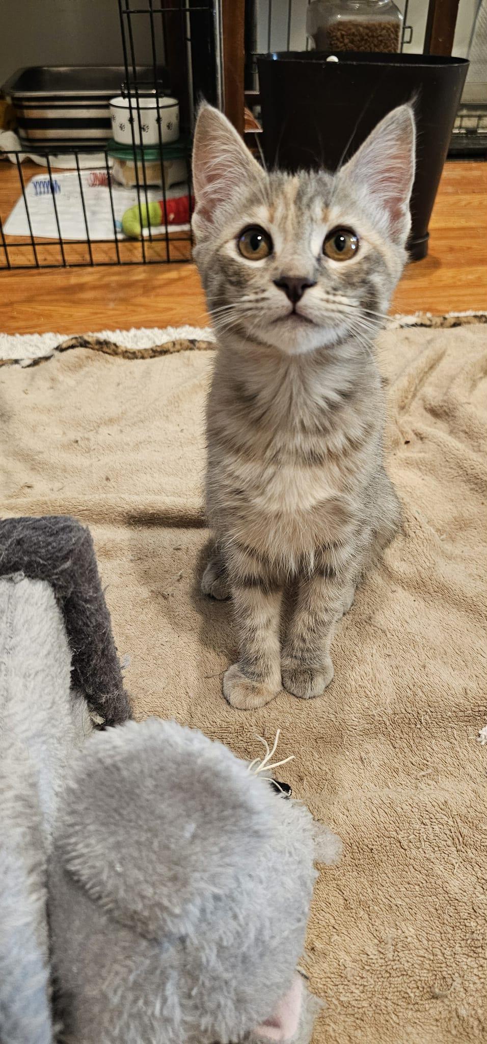 Marmalade, Adopted, Kitten Female Domestic Short Hair.