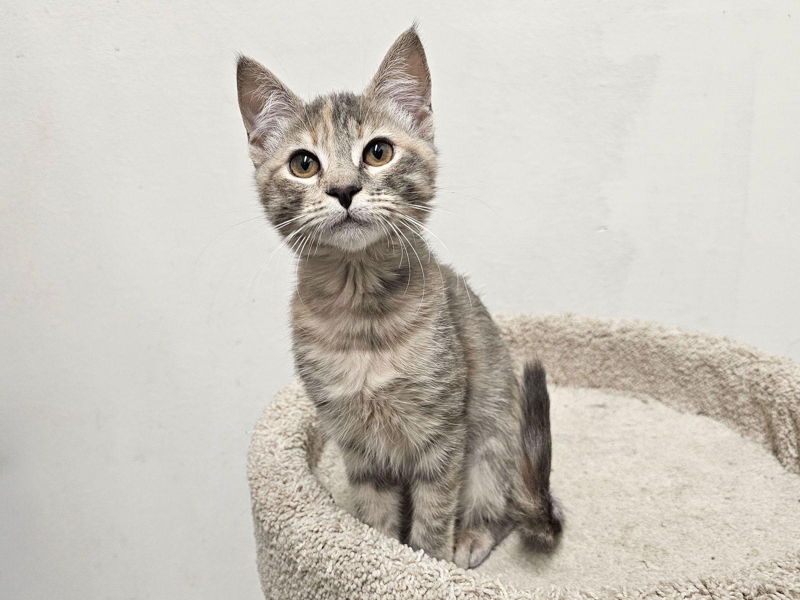 Enlarge Marmalade, a Adopted Domestic Short Hair in Mission Viejo, CA image 2/3