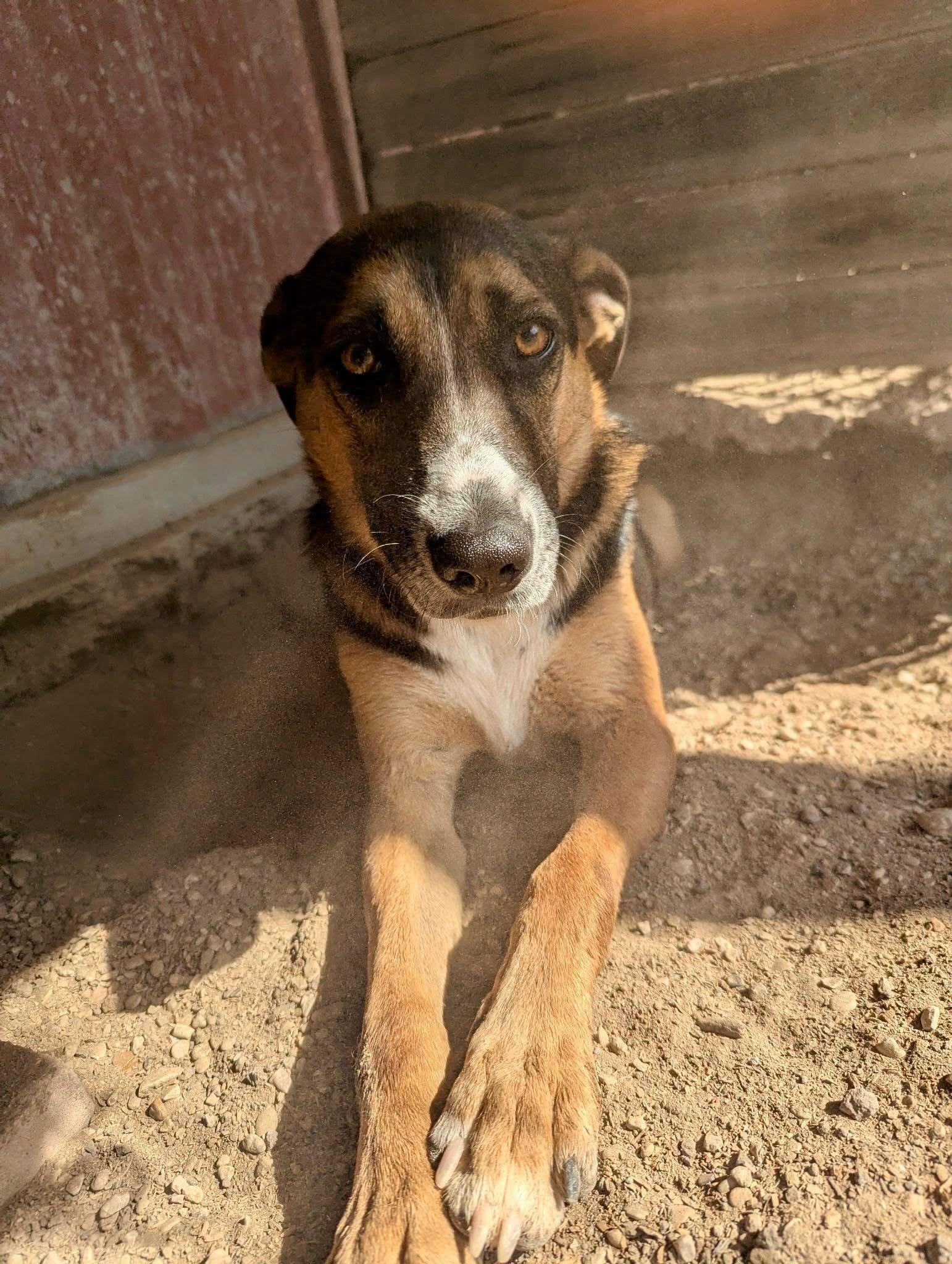 Enlarge Fiona, a ADOPTABLE Australian Cattle Dog / Blue Heeler in Colleyville, TX image 3/6