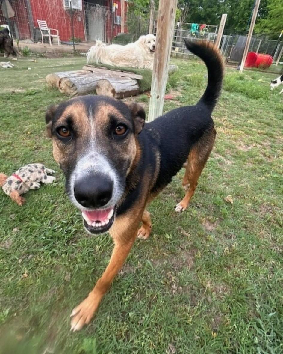 Enlarge Fiona, a ADOPTABLE Australian Cattle Dog / Blue Heeler in Colleyville, TX image 1/6