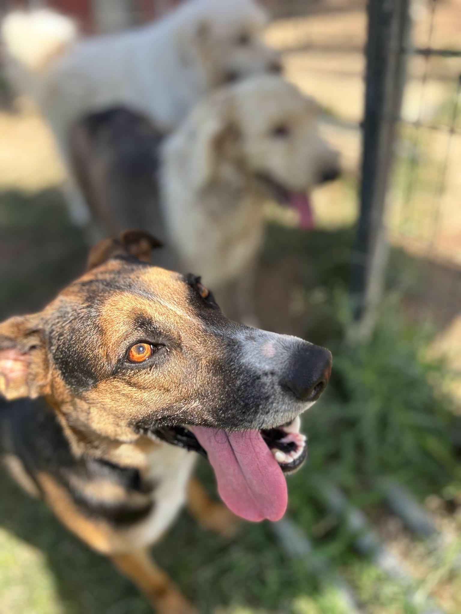 Enlarge Fiona, a ADOPTABLE Australian Cattle Dog / Blue Heeler in Colleyville, TX image 4/6
