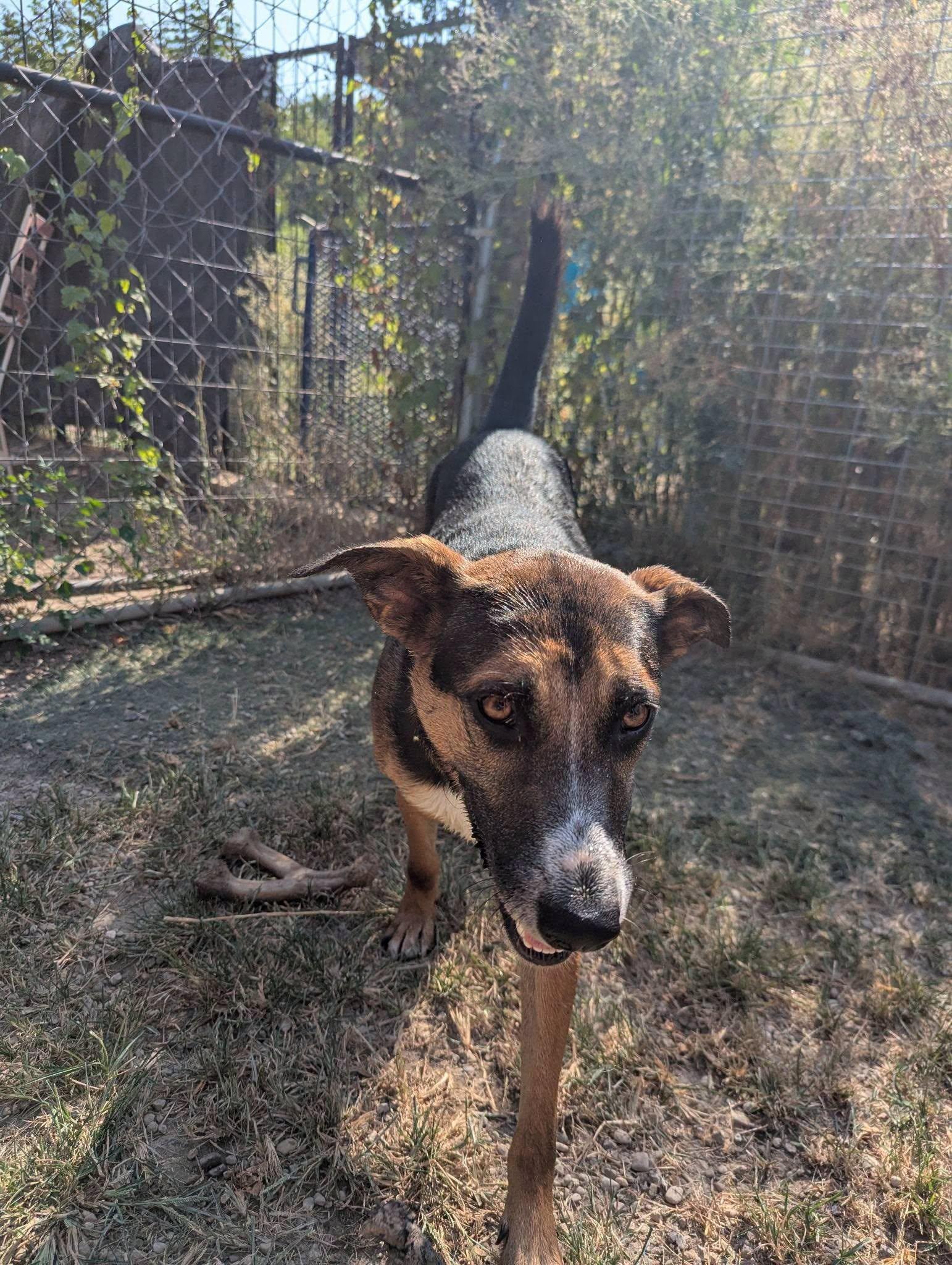 Enlarge Fiona, a ADOPTABLE Australian Cattle Dog / Blue Heeler in Colleyville, TX image 5/6