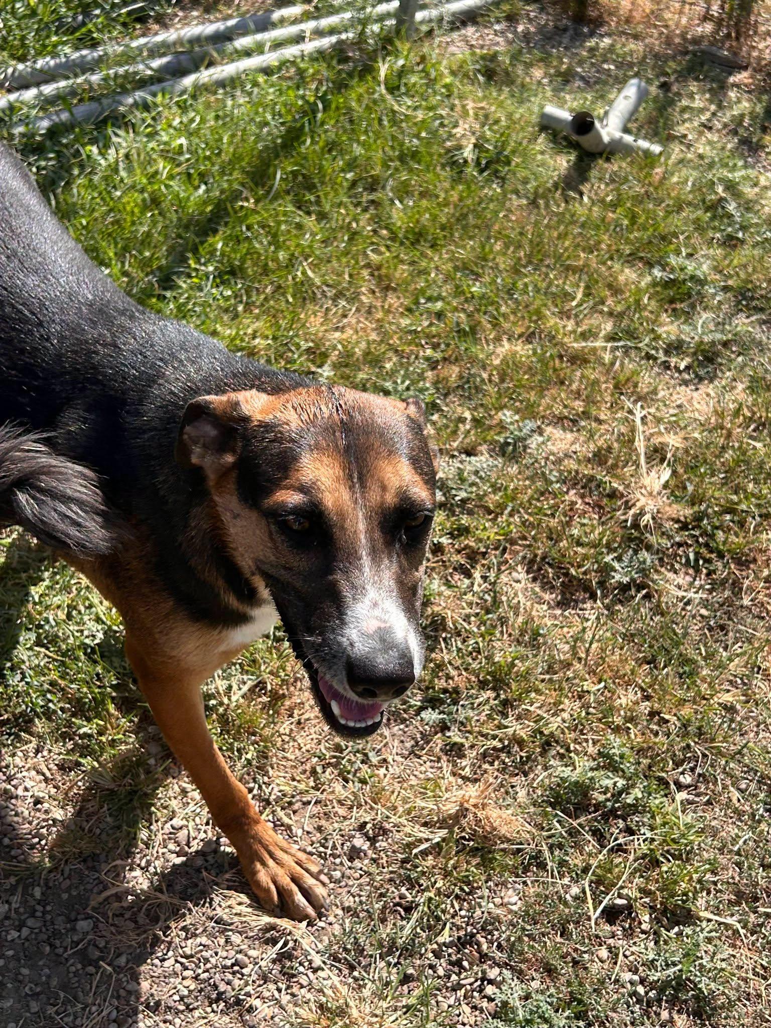 Enlarge Fiona, a ADOPTABLE Australian Cattle Dog / Blue Heeler in Colleyville, TX image 6/6