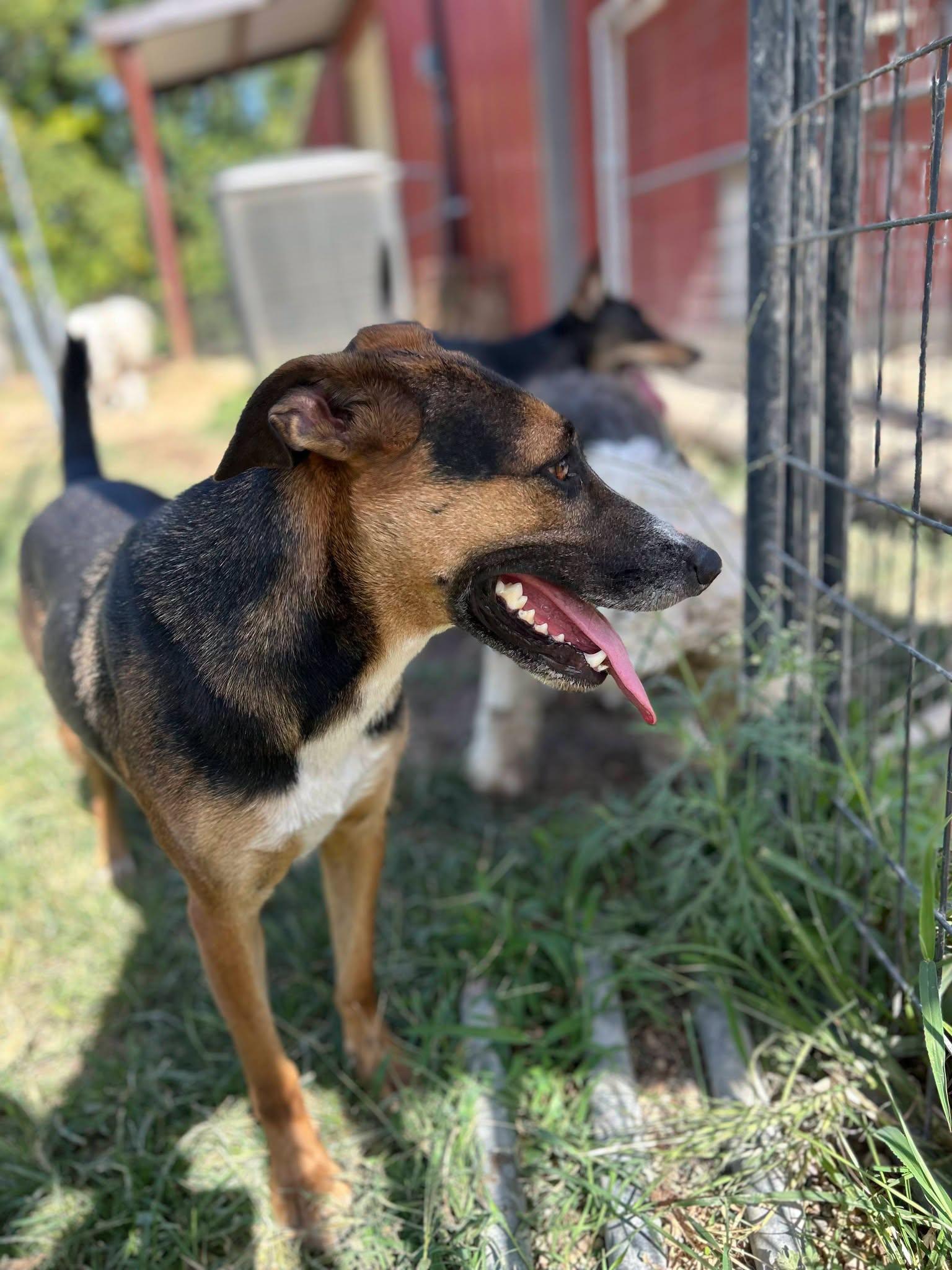 Enlarge Fiona, a ADOPTABLE Australian Cattle Dog / Blue Heeler in Colleyville, TX image 2/6