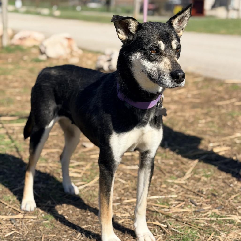 Taya Thurman, a Adoptable Mixed Breed in Huntington, WV image 1/6