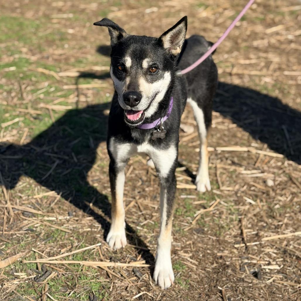 Taya Thurman, a Adoptable Mixed Breed in Huntington, WV image 3/6