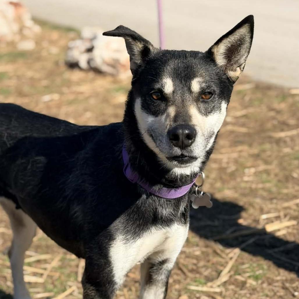 Taya Thurman, a Adoptable Mixed Breed in Huntington, WV image 4/6