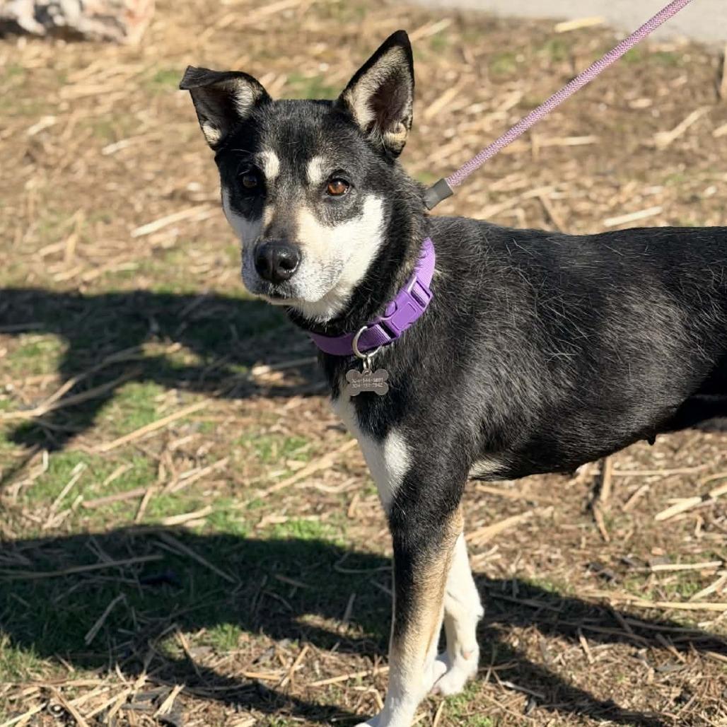 Taya Thurman, a Adoptable Mixed Breed in Huntington, WV image 5/6