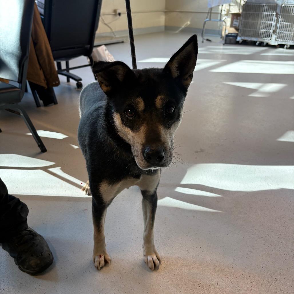 Taya Thurman, a Adoptable Mixed Breed in Huntington, WV image 6/6