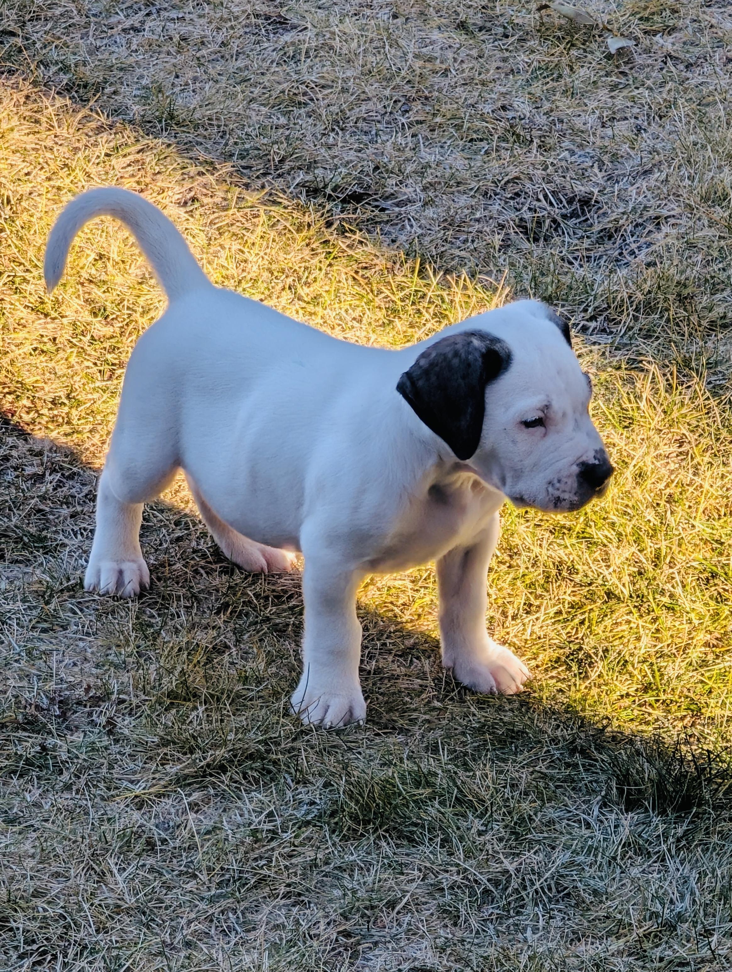 Clifford, adopted, Puppy Male Mastiff.