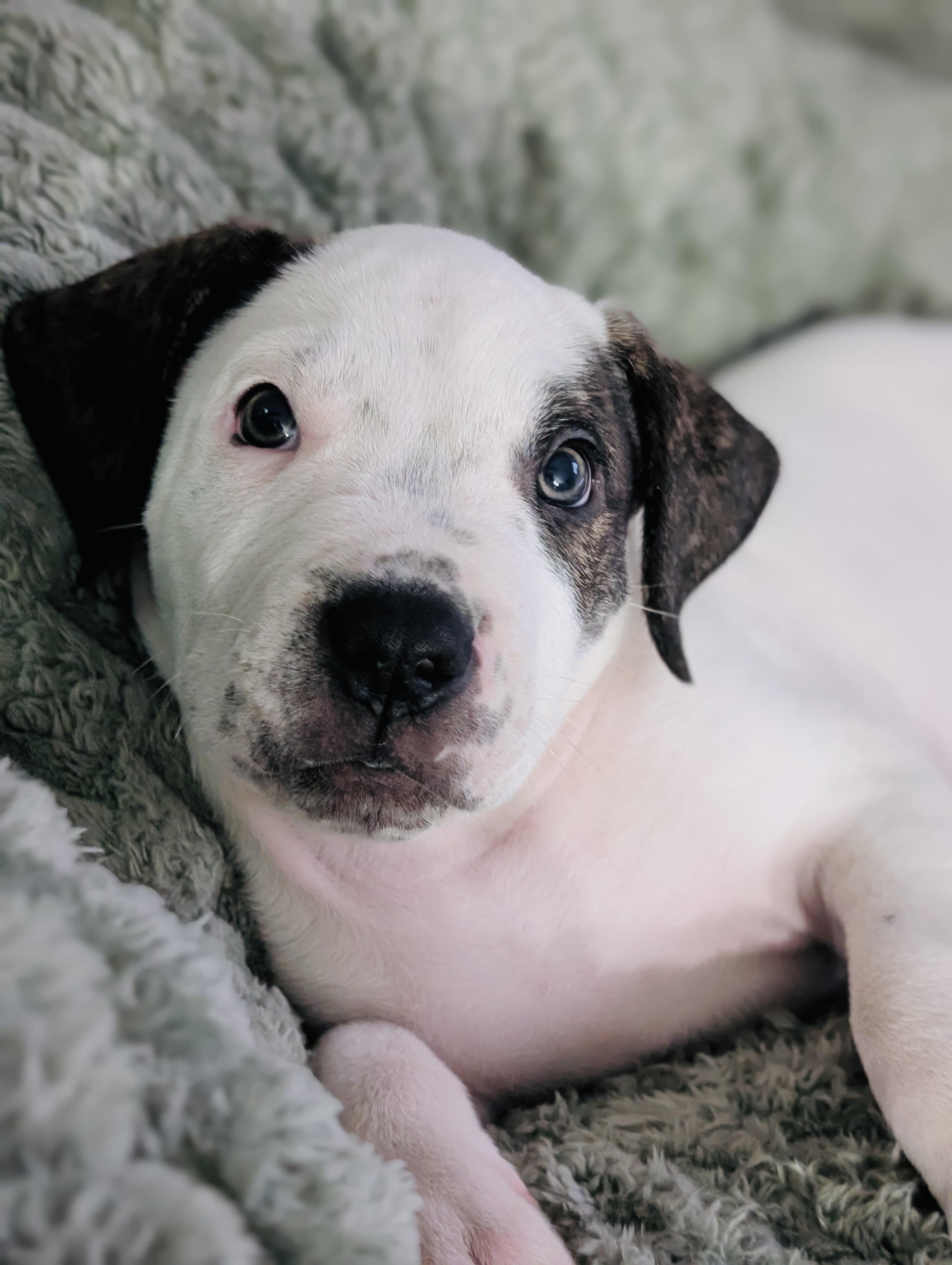 Clifford, a Adoptable mixed breed in Edmonton, AB image 3/4