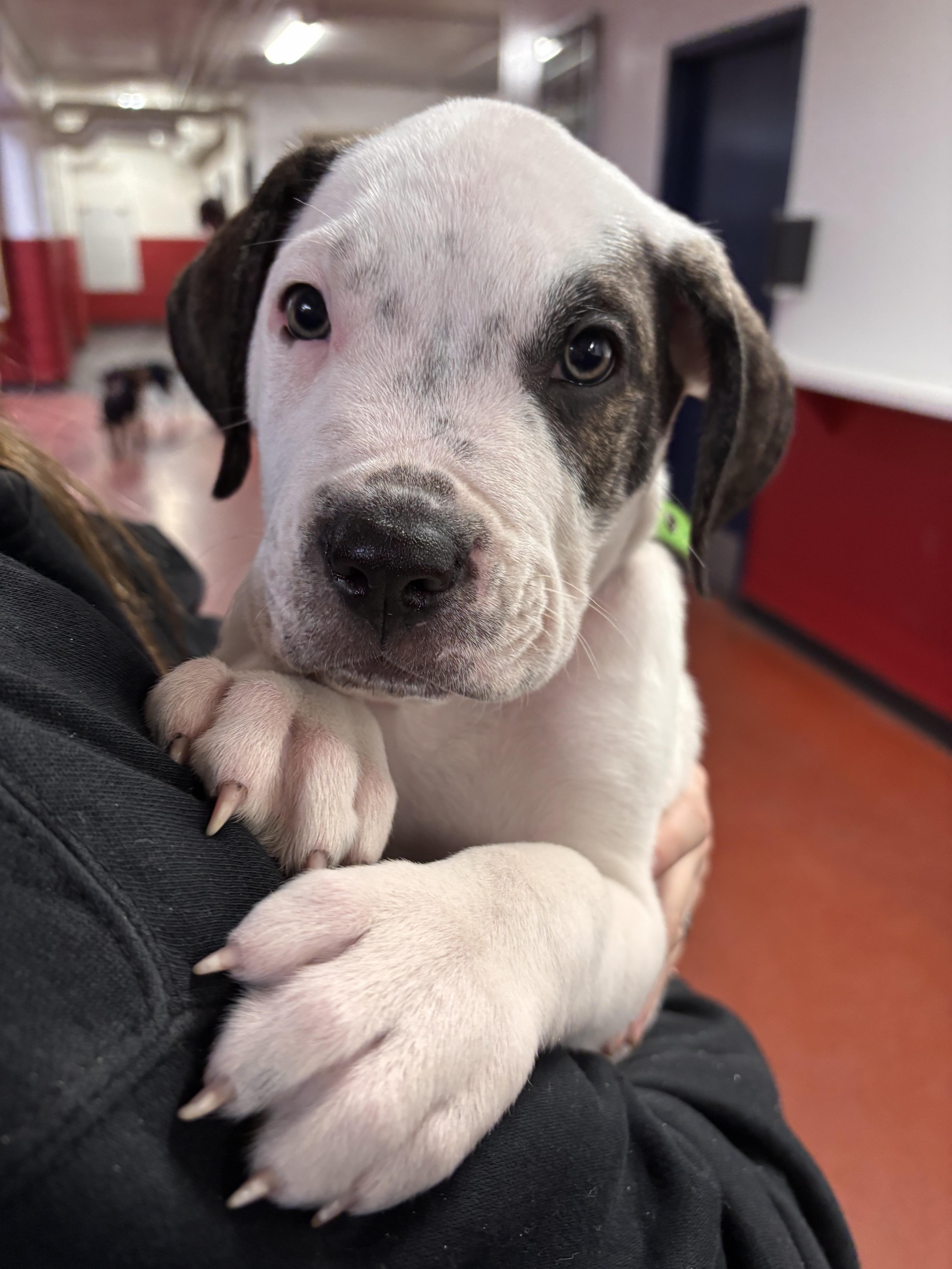 Clifford, a Adoptable mixed breed in Edmonton, AB image 1/4