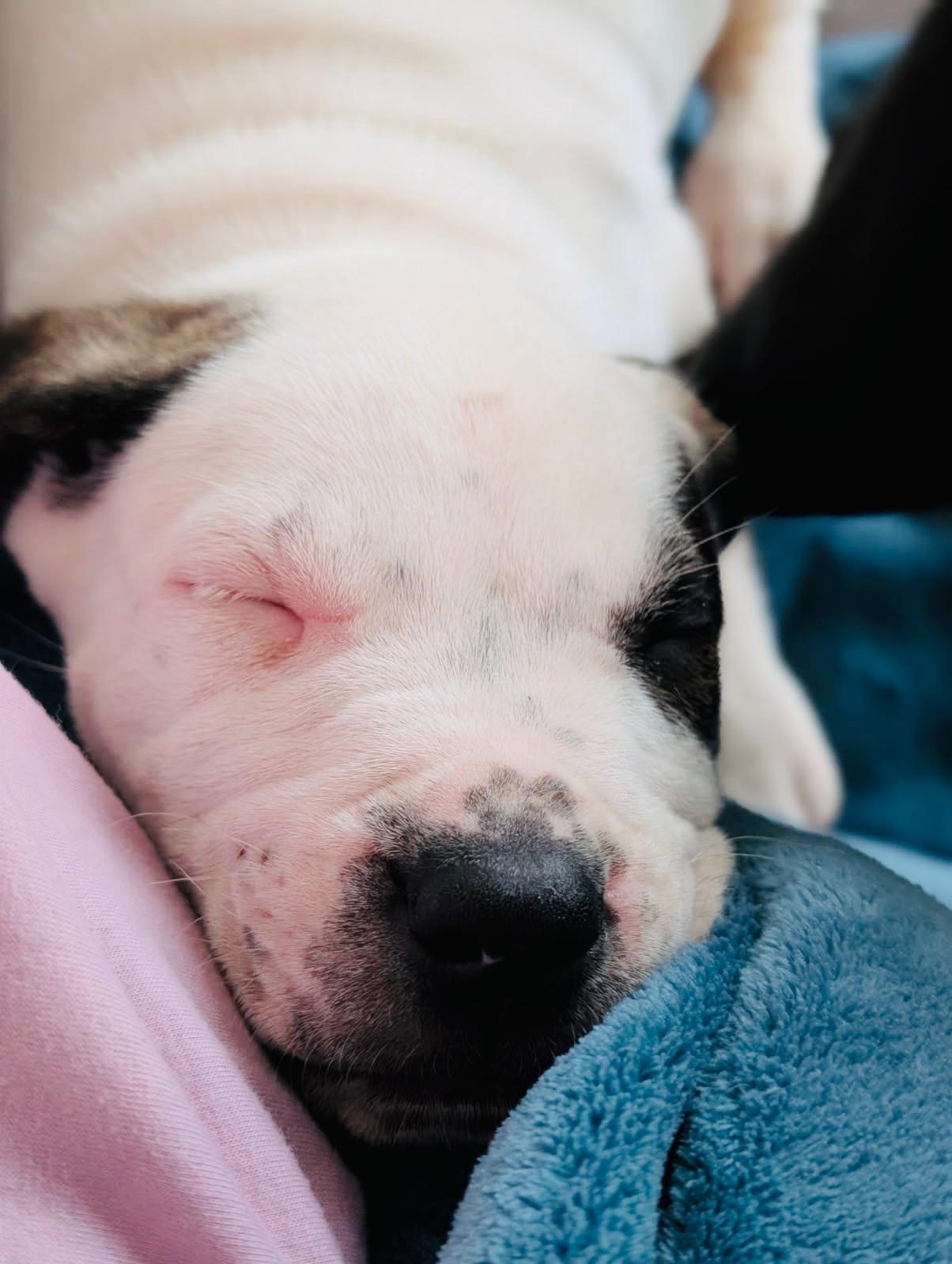 Clifford, a Adoptable mixed breed in Edmonton, AB image 4/4