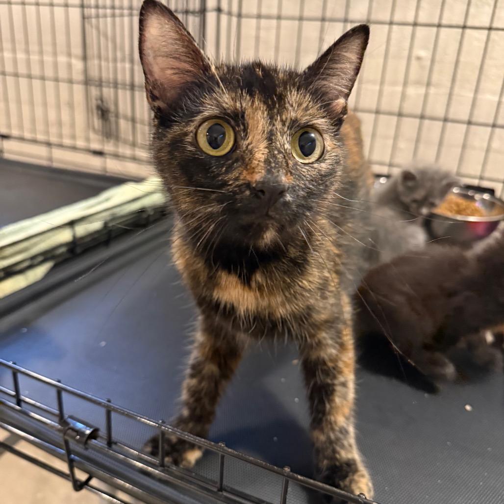 Gingersnap thumbnail 3