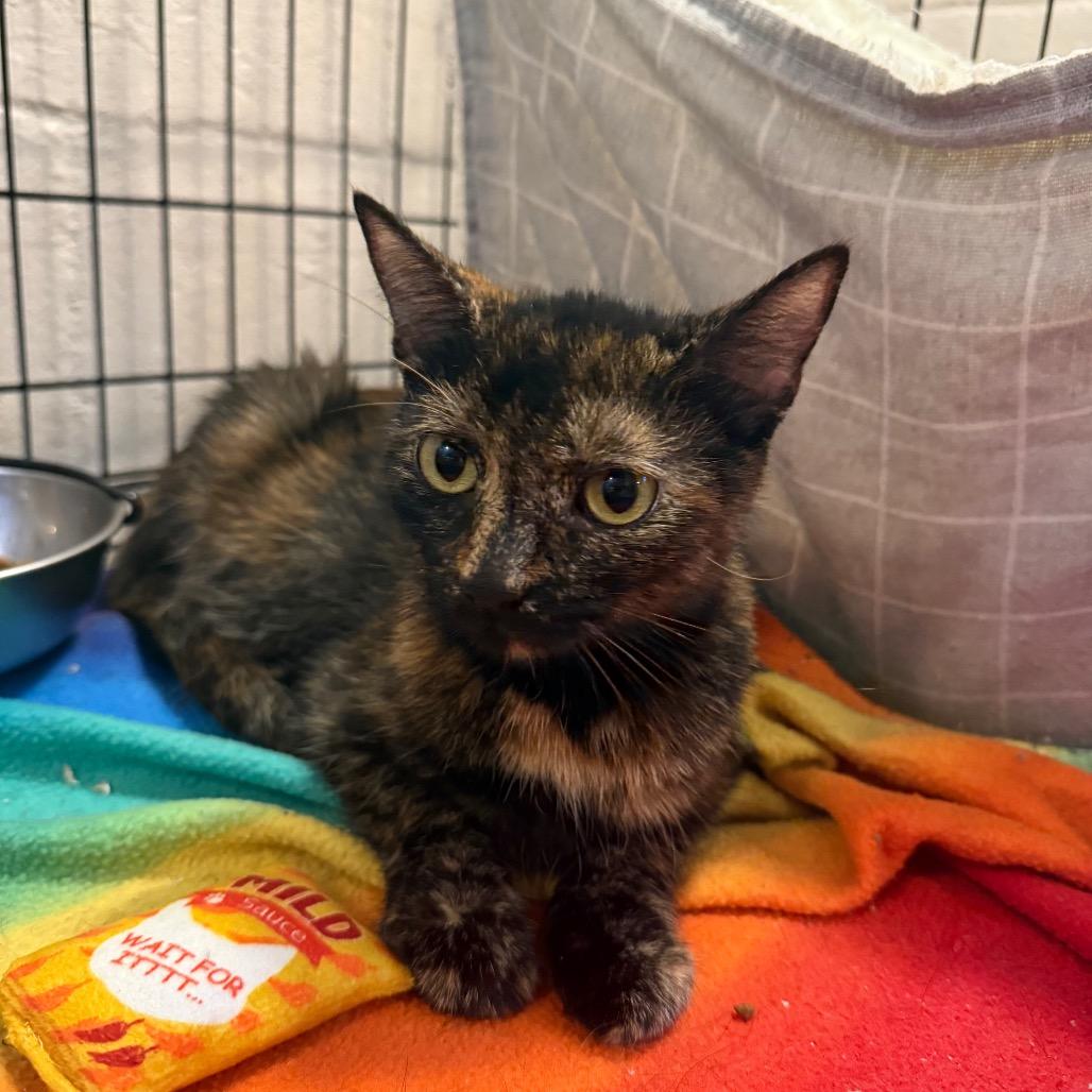 Gingersnap thumbnail 4