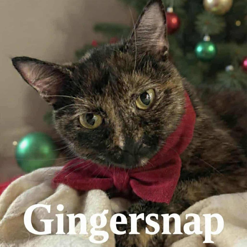 Gingersnap thumbnail 6