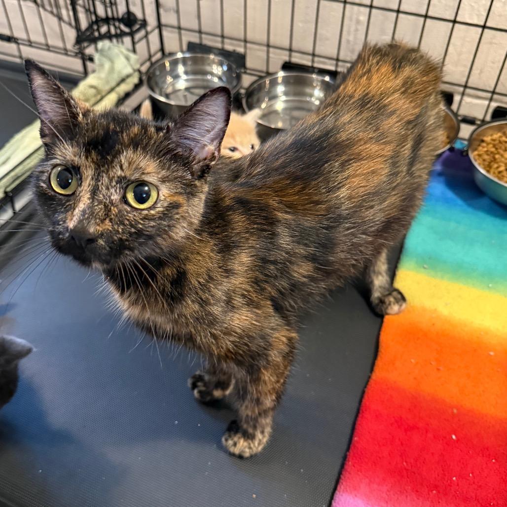 Gingersnap thumbnail 7