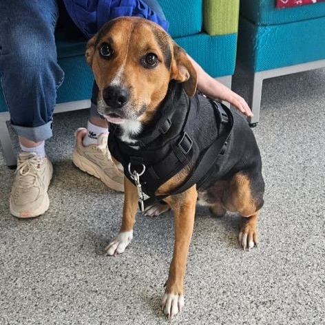 Dodger — thumbnail 2