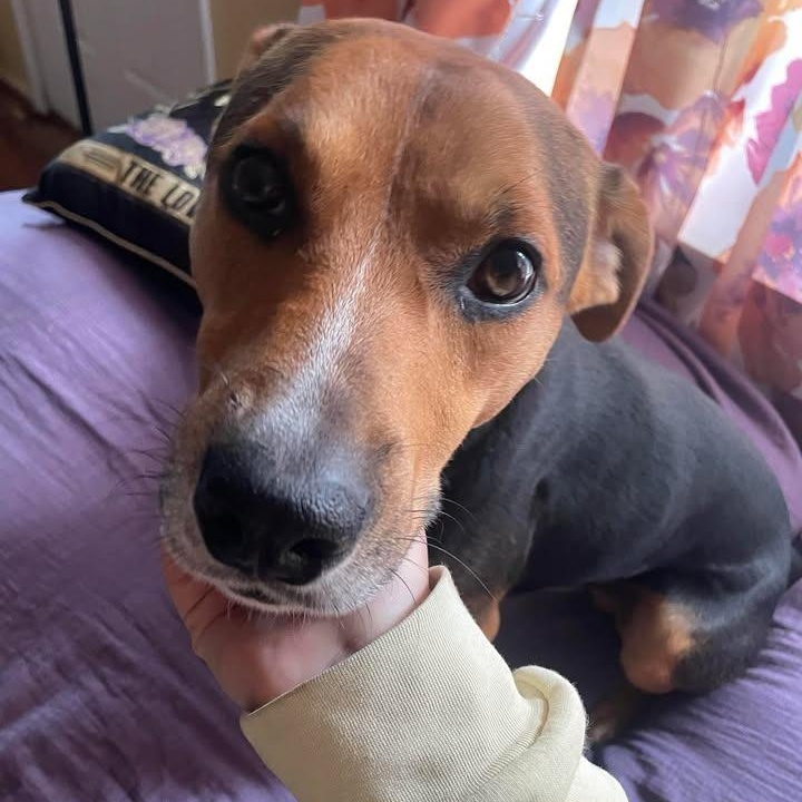 Dodger — thumbnail 4