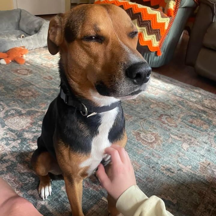 Dodger — thumbnail 5