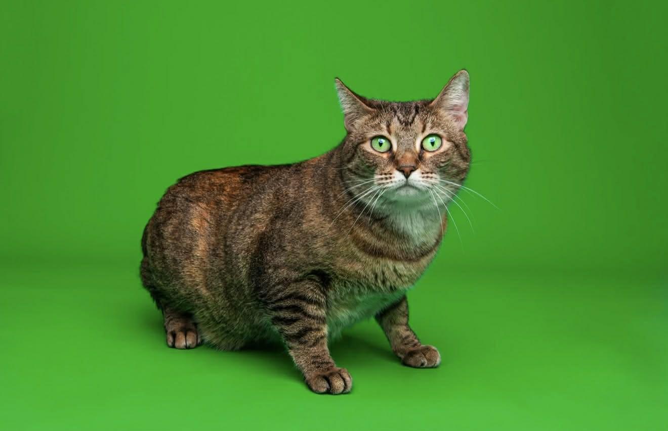Mae, ADOPTABLE, Adult Female Domestic Short Hair.
