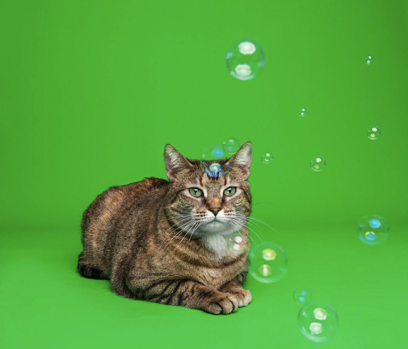 Mae, a ADOPTABLE Domestic Short Hair in Woodmere, NY image 3/3