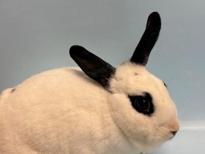 Raspberry, Adoptable, Adult Female Bunny Rabbit & Bunny Rabbit.