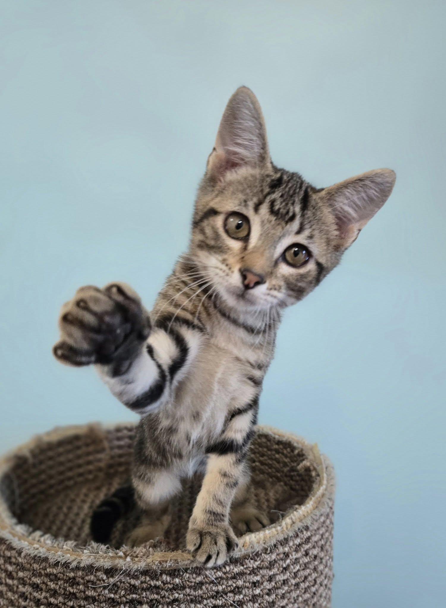 Buzz Lightyear, Young Male Tabby