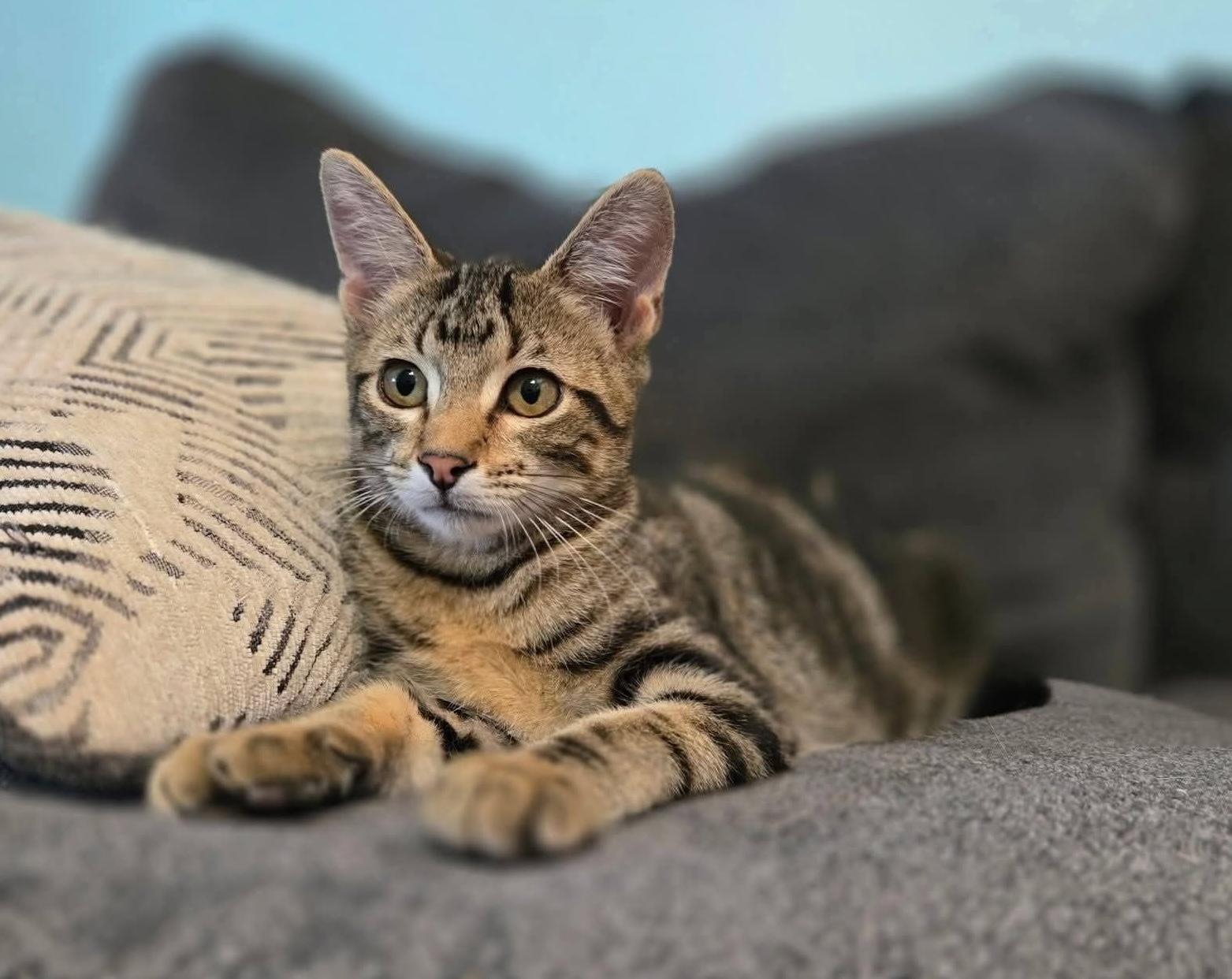 Enlarge Buzz Lightyear - good with kids and dogs!, a Adoptable Tabby in Trophy Club, TX image 6/6