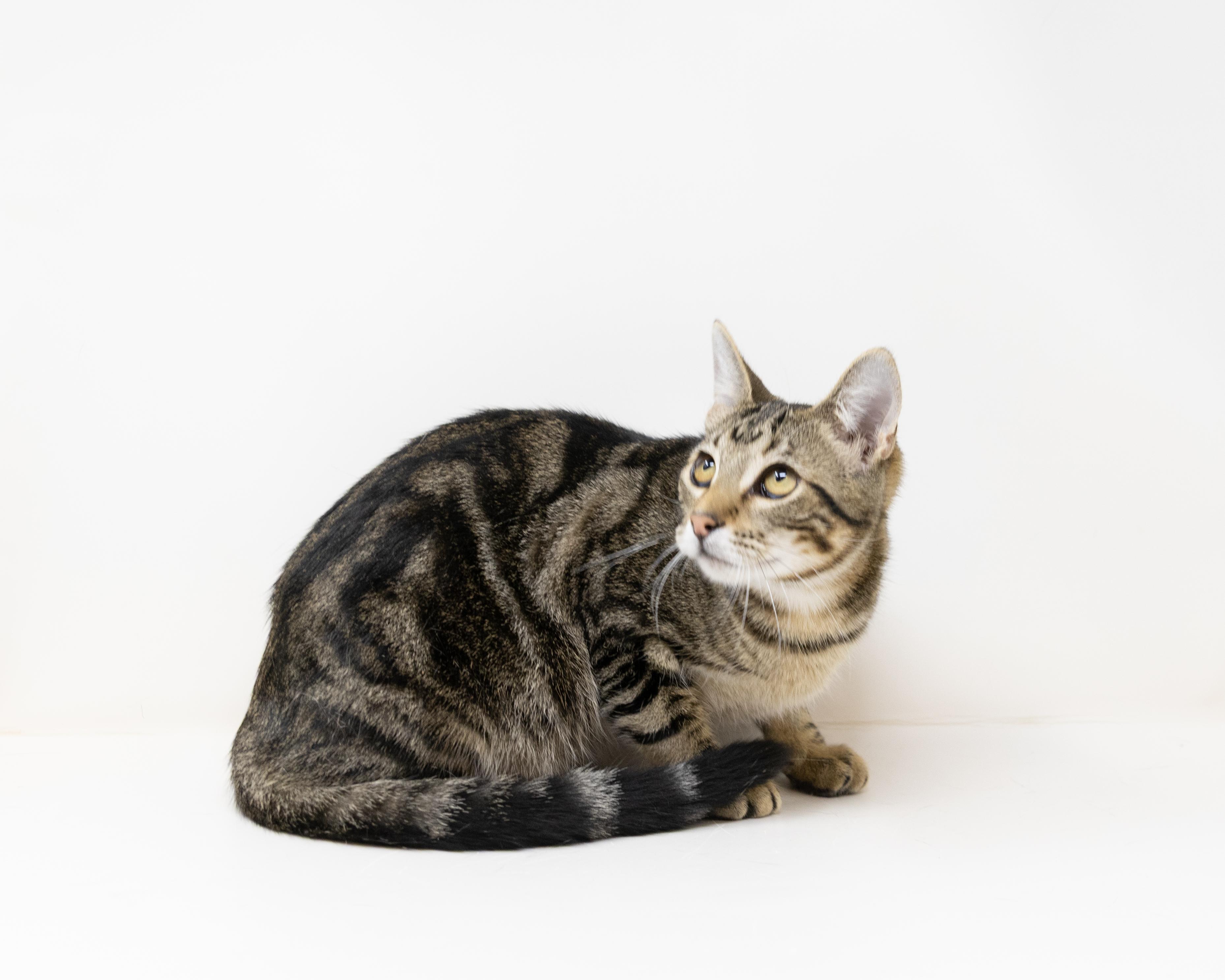 Buzz Lightyear - good with kids and dogs!, a Adoptable Tabby in Rhome, TX image 3/6