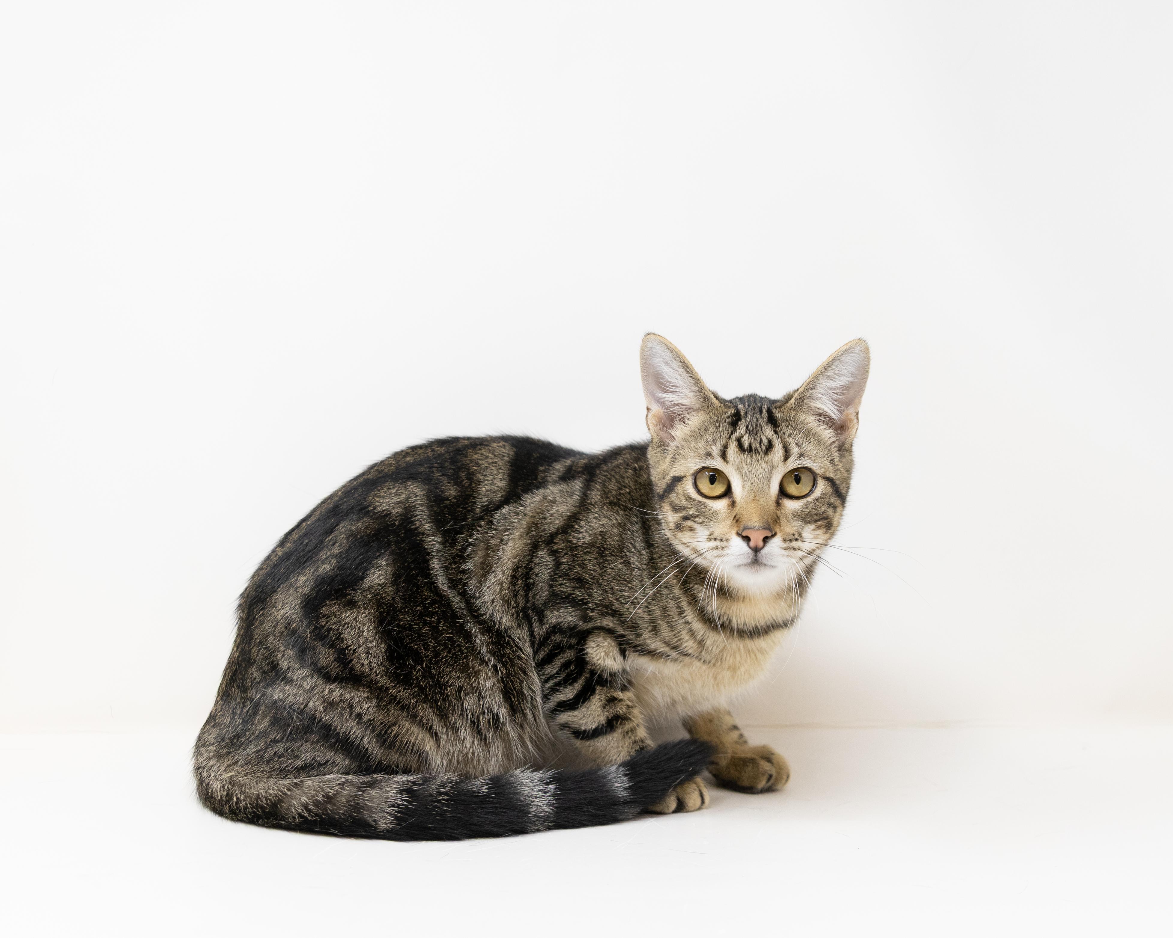Buzz Lightyear - good with kids and dogs!, a Adoptable Tabby in Rhome, TX image 4/6