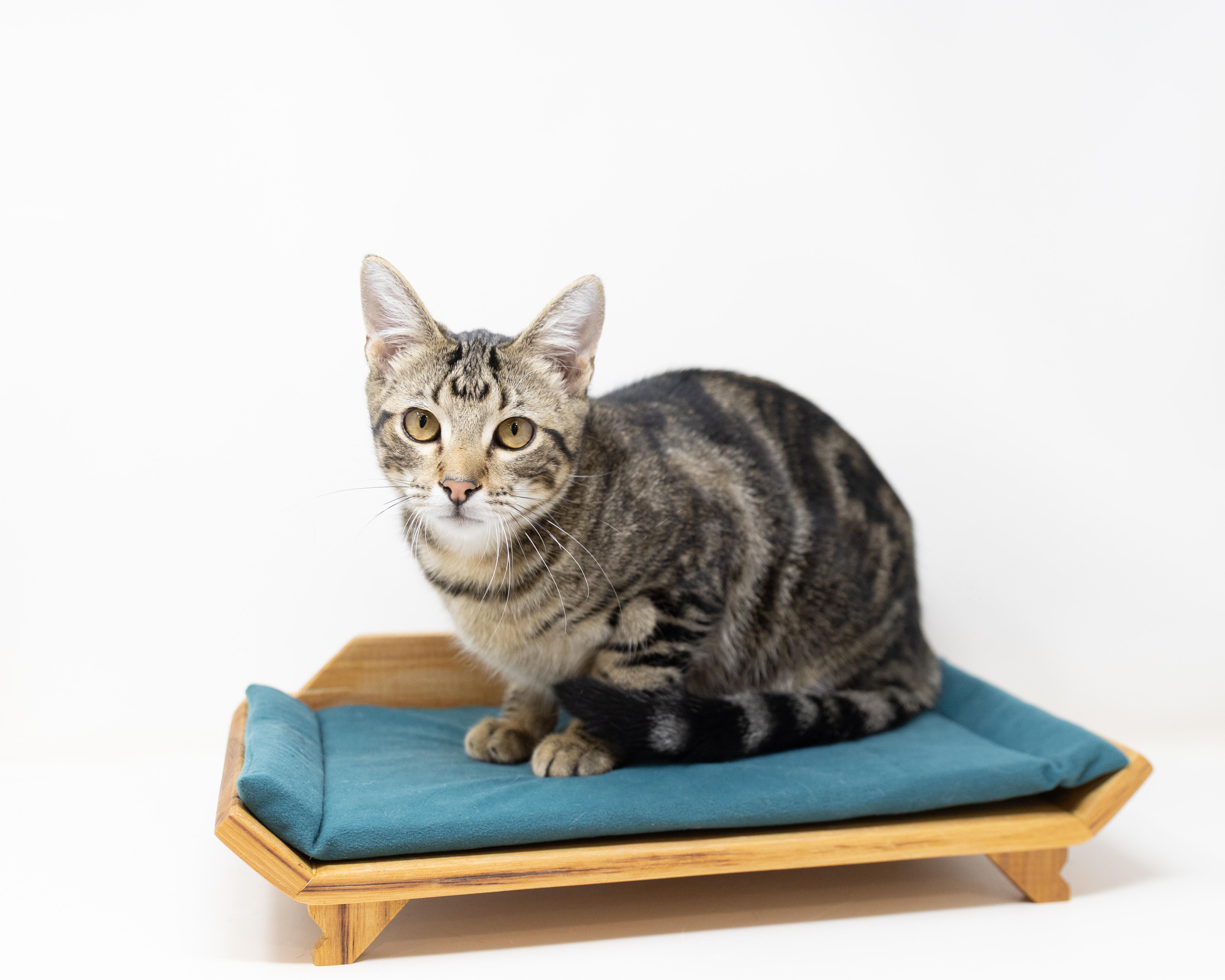 Buzz Lightyear - good with kids and dogs!, a Adoptable Tabby in Rhome, TX image 2/6