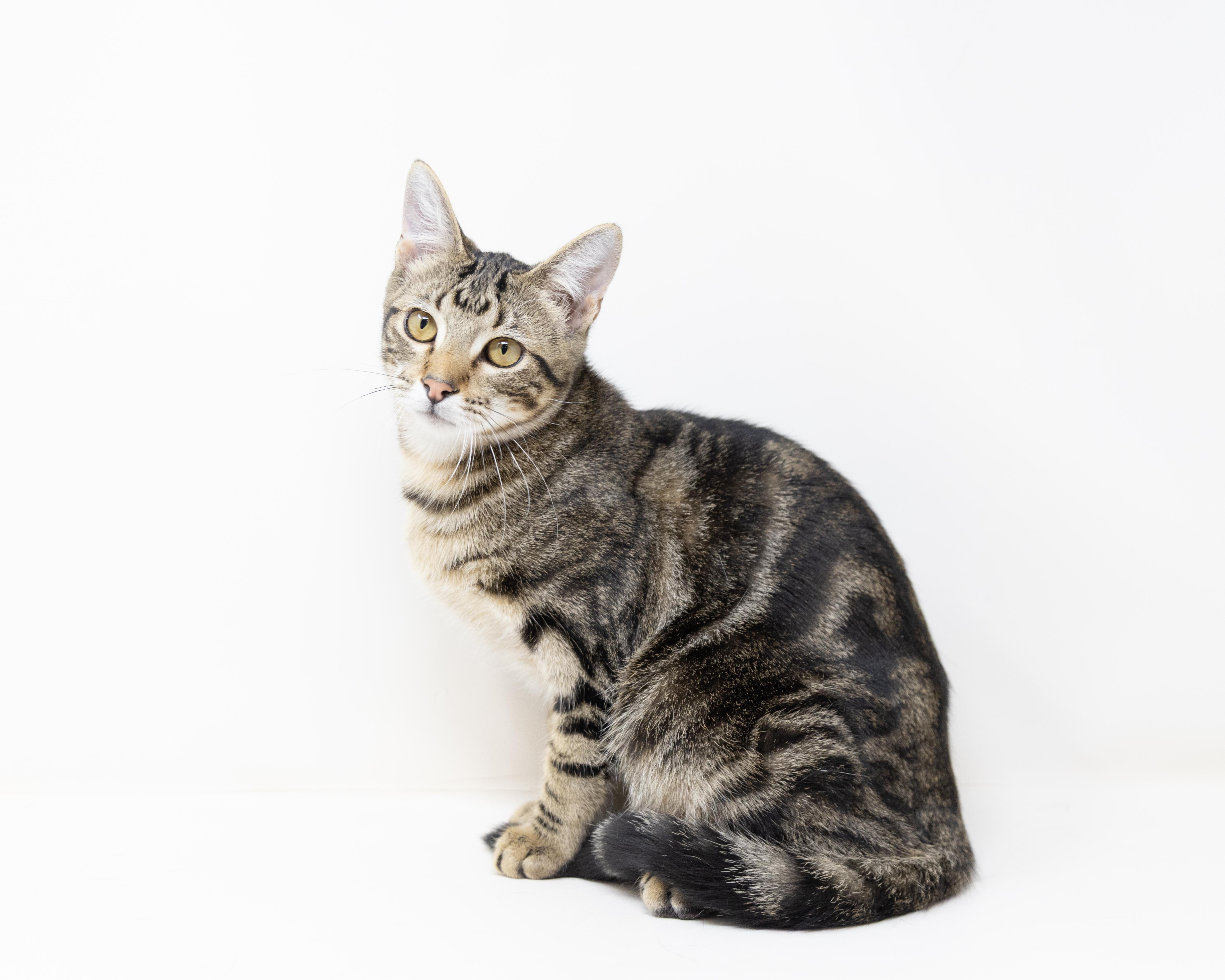 Buzz Lightyear - good with kids and dogs!, Adoptable, Young Male Tabby.