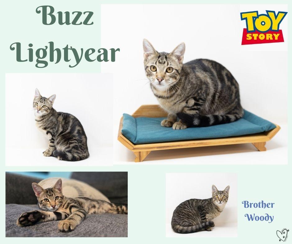 Buzz Lightyear - good with kids and dogs!, a Adoptable Tabby in Rhome, TX image 5/6