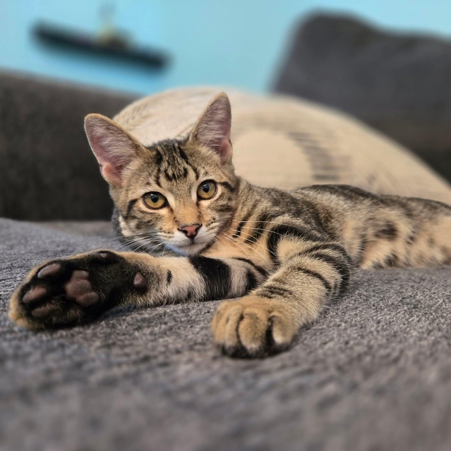 Buzz Lightyear - good with kids and dogs!, a Adoptable Tabby in Rhome, TX image 6/6