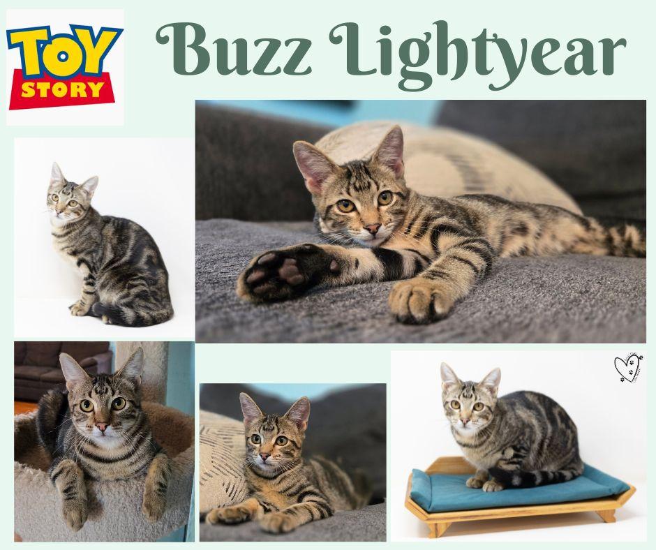 Enlarge Buzz Lightyear - good with kids and dogs!, a Adoptable Tabby in Trophy Club, TX image 4/6
