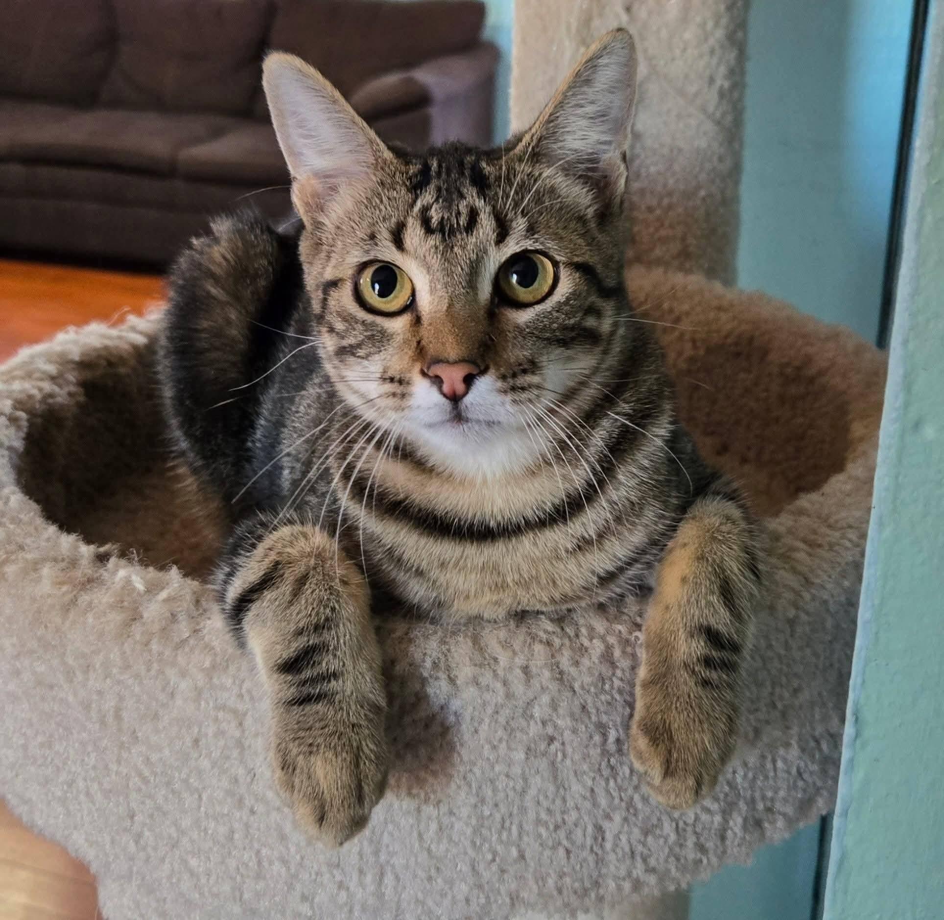 Enlarge Buzz Lightyear - good with kids and dogs!, a Adoptable Tabby in Trophy Club, TX image 1/6