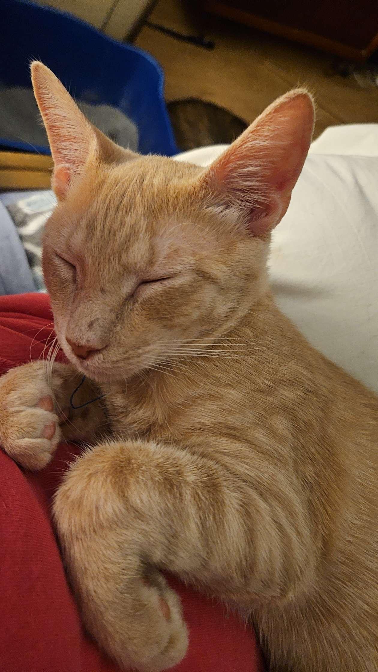 Enlarge Rocky, a Adoptable Domestic Short Hair in Ocean Pines, MD image 1/1