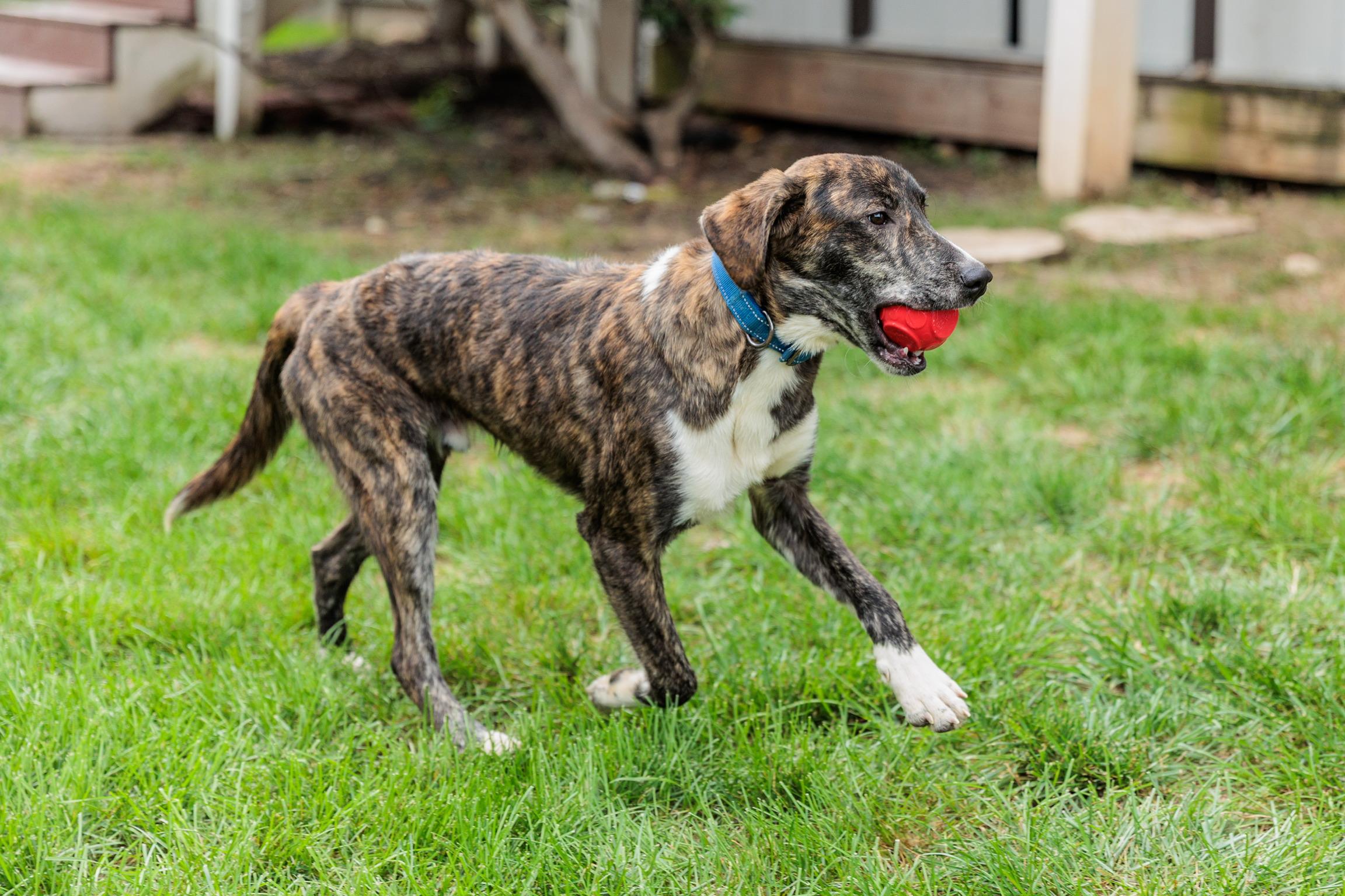 Jack, Adoptable, Puppy Male Hound.