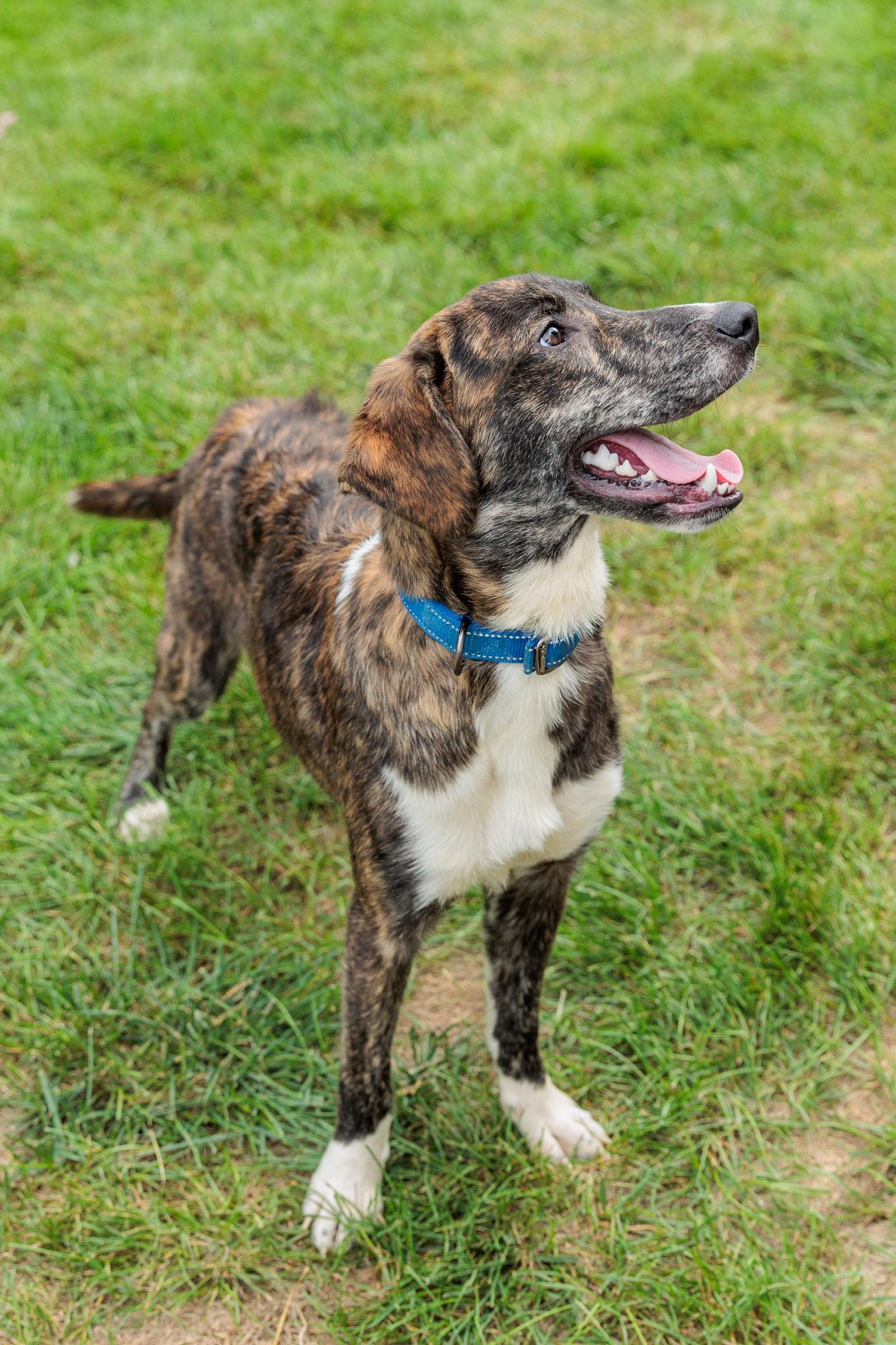 Enlarge Jack, a Adoptable mixed breed in Gainesville, VA image 2/6
